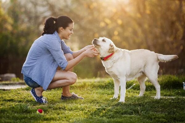 VÌ SAO CHÓ THƯỜNG XUYÊN VẪY ĐUÔI: LÝ GIẢI 4 NGUYÊN NHÂN – Pet Choy