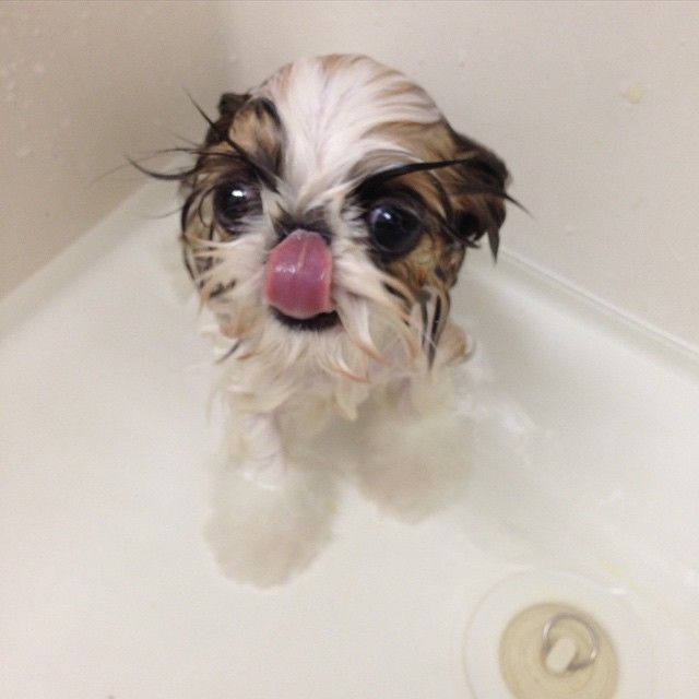 Shih Tzu not liking bath time