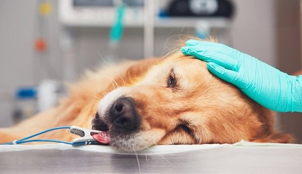Chó bị nổi mẩn đỏ có nguy hiểm không? Hướng dẫn cách điều trị