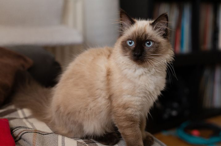 Birman cat breed - Information & characteristics | KatKin