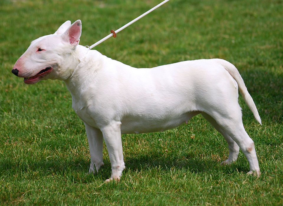 960px Bull Terrier R 01