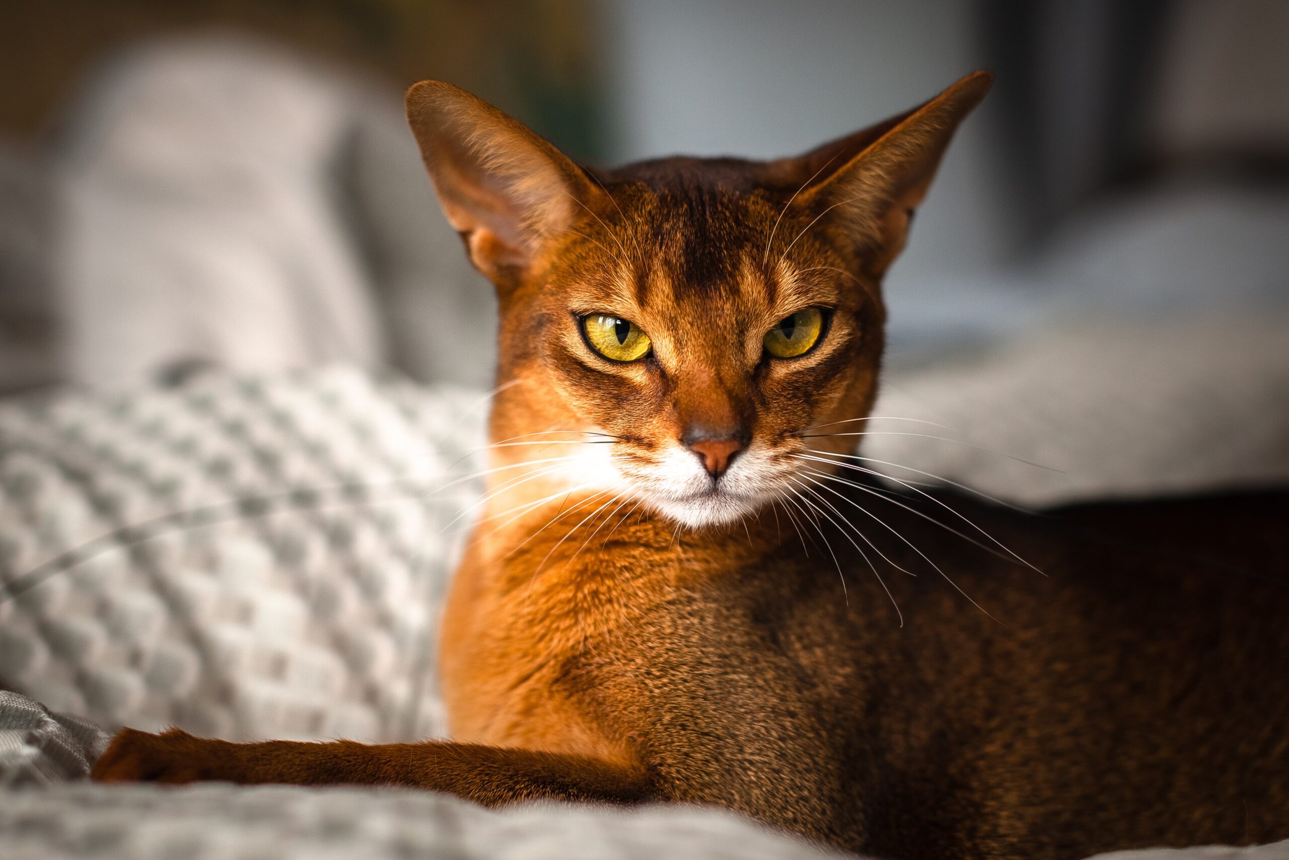Abyssinian20Cat204 scaled