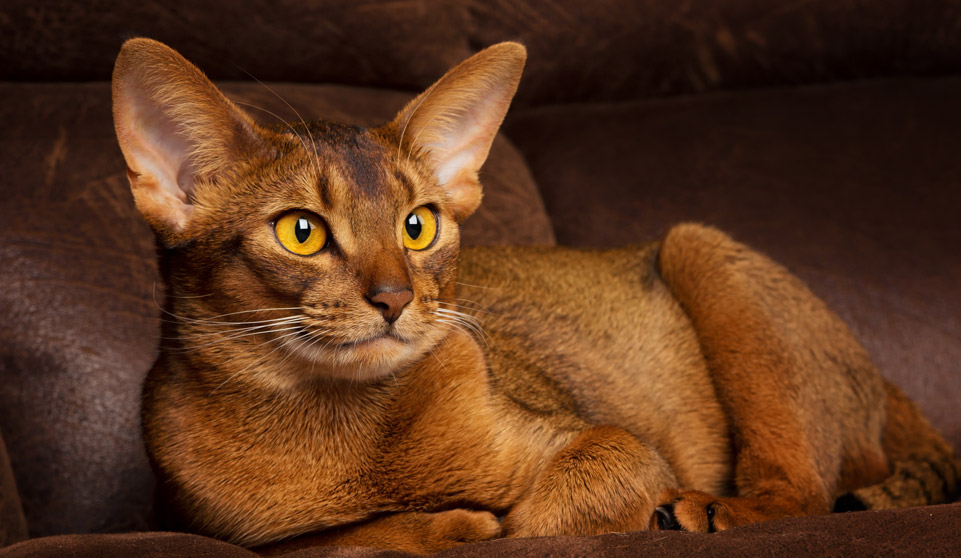 Abyssinian Information & Insurance Guide | Petinsurance.com.au