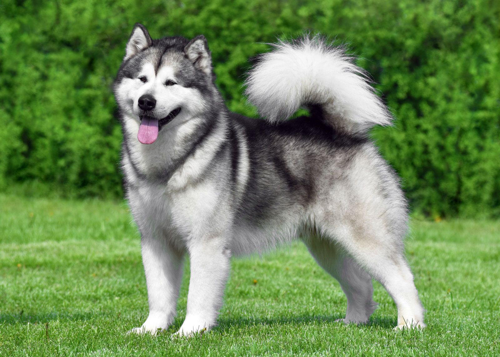 Alaskan Malamute sled dog