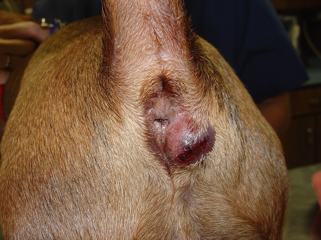 Anal Glands in Dogs: Symptoms, Causes, and Treatments Explained - Beach  Avenue Animal Hospital