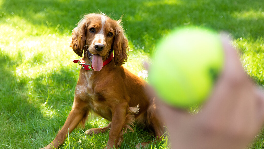 Playing With Your Dog - Tips & Ideas | Purina