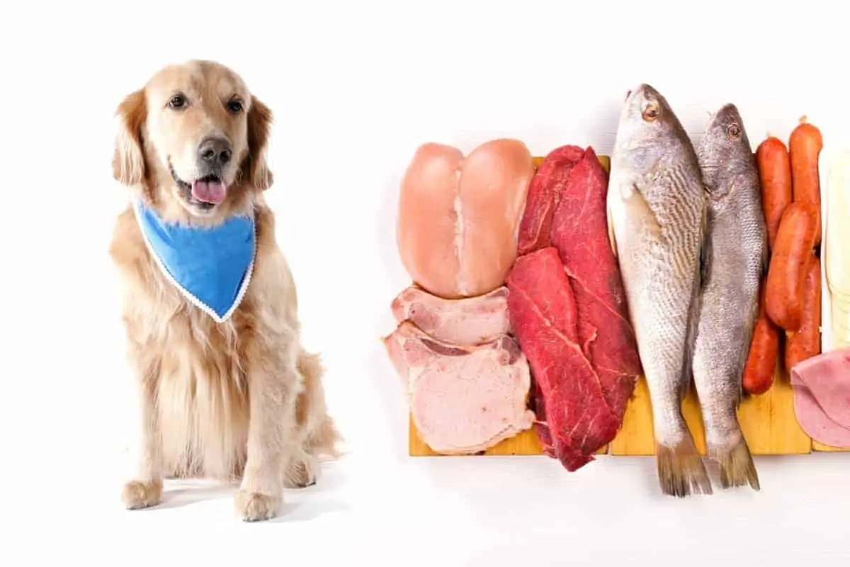 Golden Retriever Diet Food Hill's Science Diet Puppy Large Breed Chicken  Meal Oats Recipe