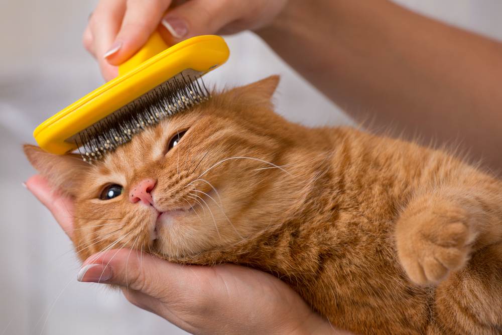 Người đang chải lông cho một con mèo màu cam bằng lược màu vàng, mèo có vẻ thư giãn và thoải mái.