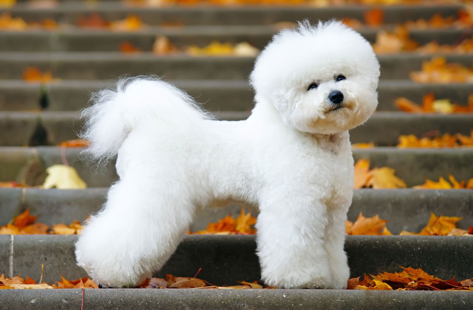 Bichon frise dog
