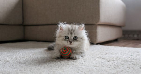 Everything You Need to Know About British Longhair Cats!