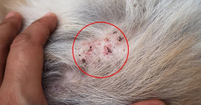 Bệnh gì ở mèo có thể lây sang chó?