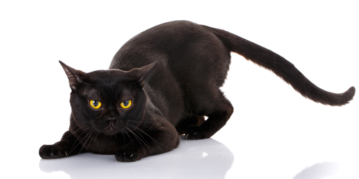 Bombay Cat Breed: Size, Appearance & Personality