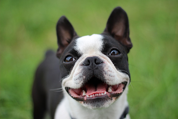 Boston Terrier head portrait outdoors1
