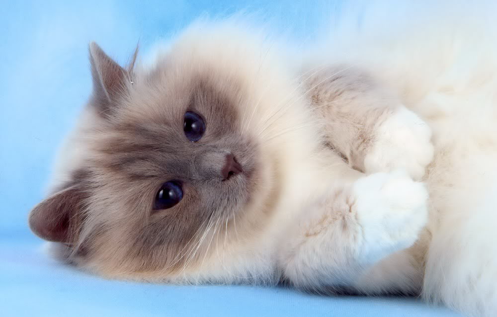Mèo Birman - Mèo thần Miến Điện - Lolipet - Chuyên chuột hamster , nhím  cảnh , thỏ cảnh , chuột lang Guinea Pig