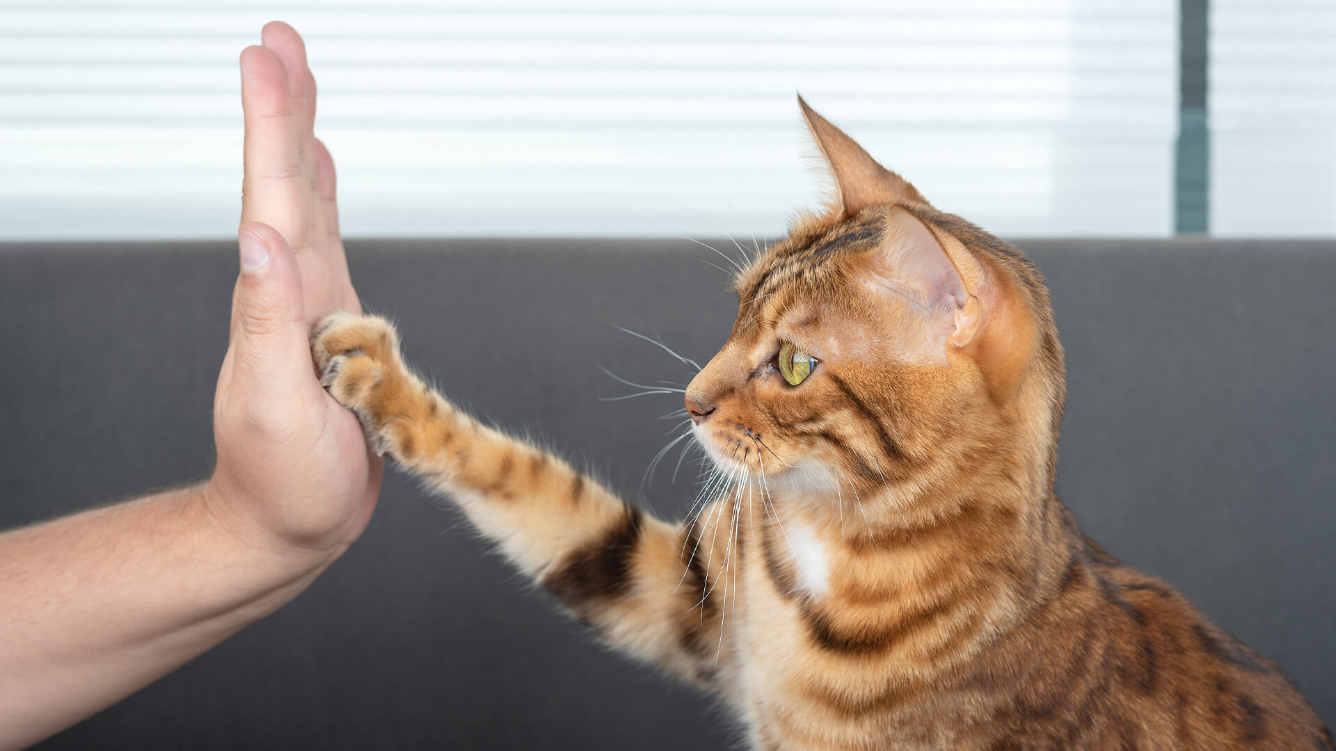Một chú mèo vỗ tay với một người, cả hai đang tạo dáng giống như đang chào hỏi nhau.