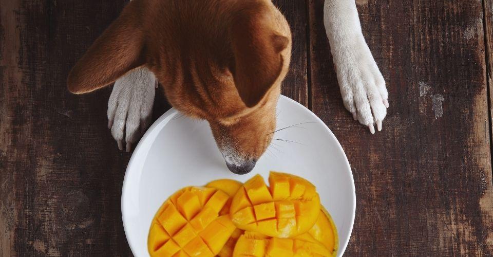 Can Dogs Eat Mango?