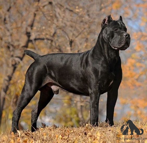 Cane Corso Cho Ngao Y shopvatnuoivn nai pet c1