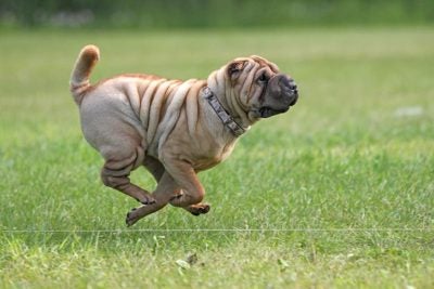 Chinese Shar-Pei Pictures - American Kennel Club