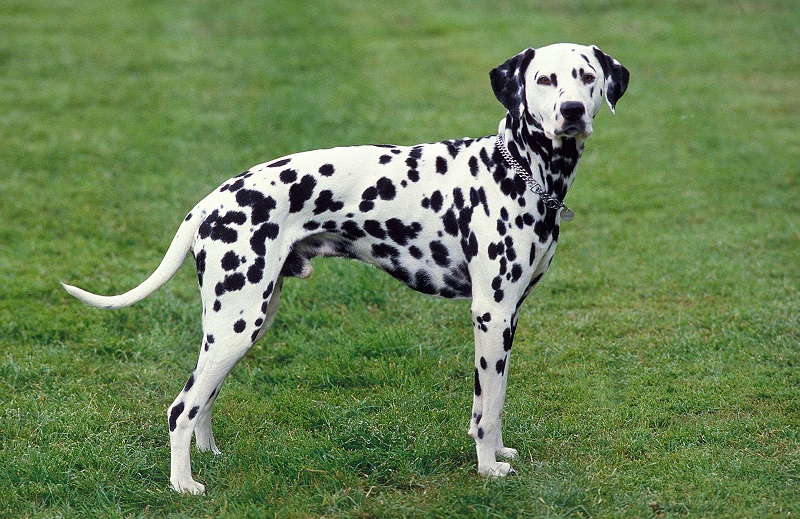Cho dom Dalmatian