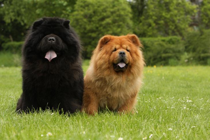 Chow Chows sitting together in the yard