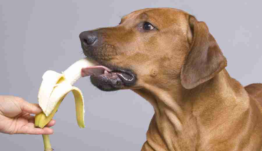 Can Dogs Eat Banana? | Hypro Premium