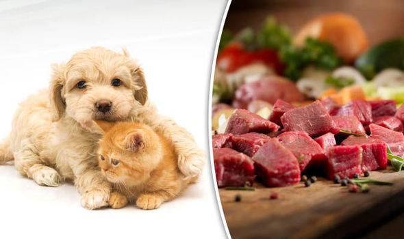 WARNING: This is why you should NEVER feed your cat or dog raw meat |  Nature | News | Express.co.uk