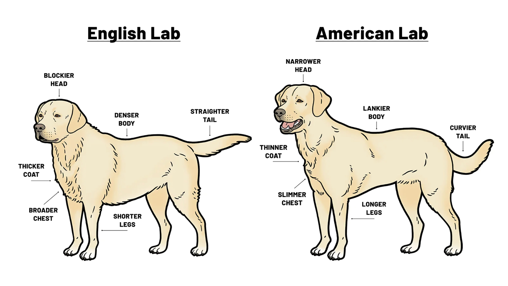 EnglishLabvsAmerican