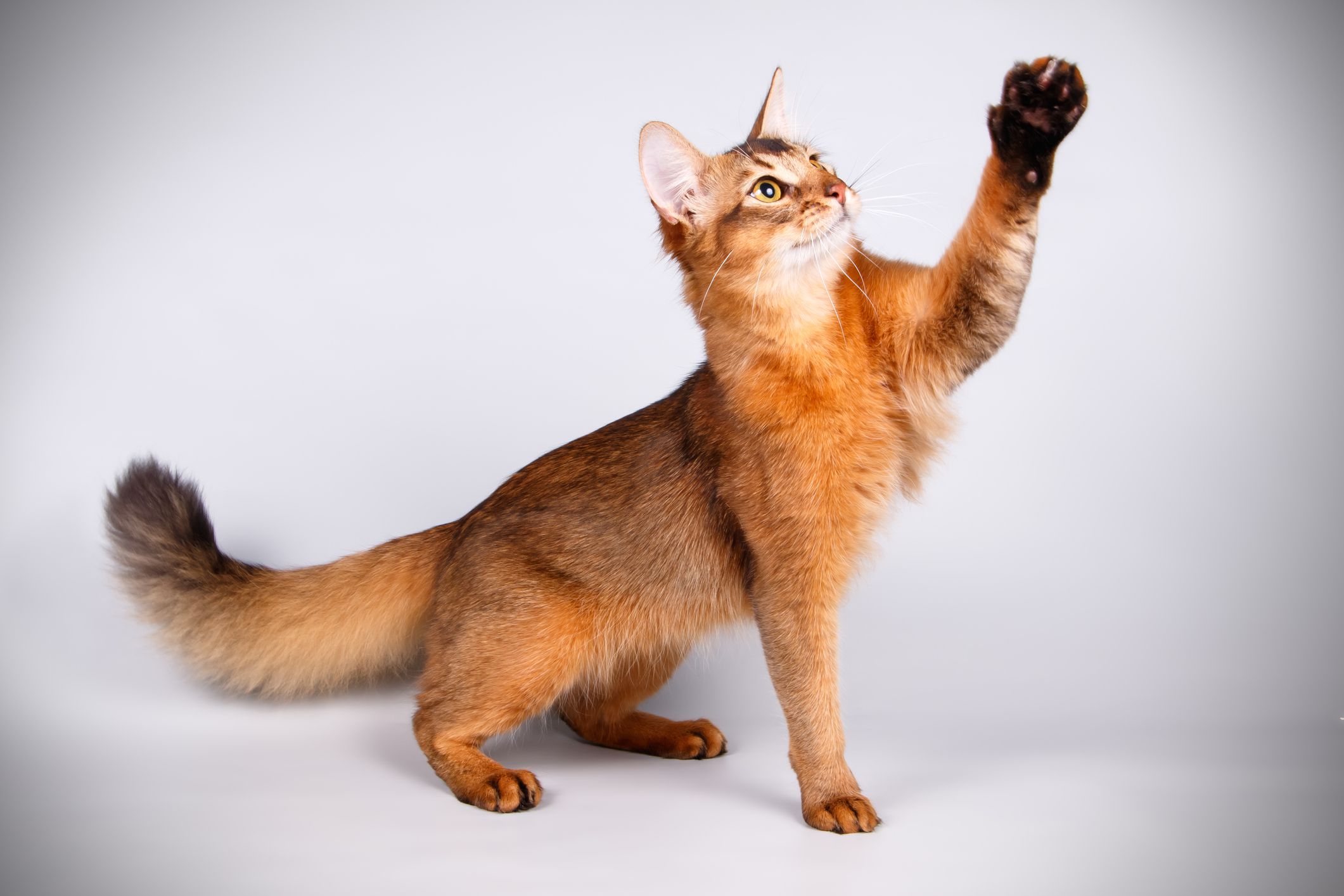 Somali: Cat Breed Profile, Characteristics & Care