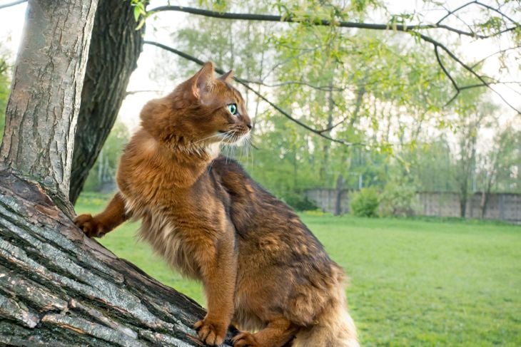 10 Fascinating Facts About the Somali Cat - Critter Culture