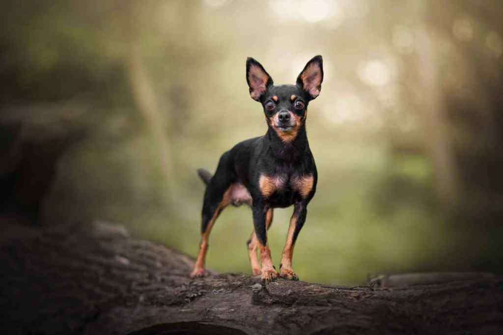 Chú chó nhỏ màu đen và nâu đứng trên thân cây, nền là khu rừng mờ ảo.