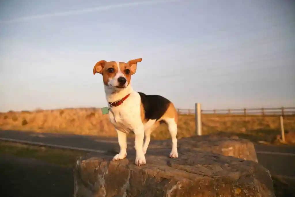 Khám Phá 8 Giống Chó Chihuahua Lai Độc Đáo và Dễ Nuôi Cho Sen