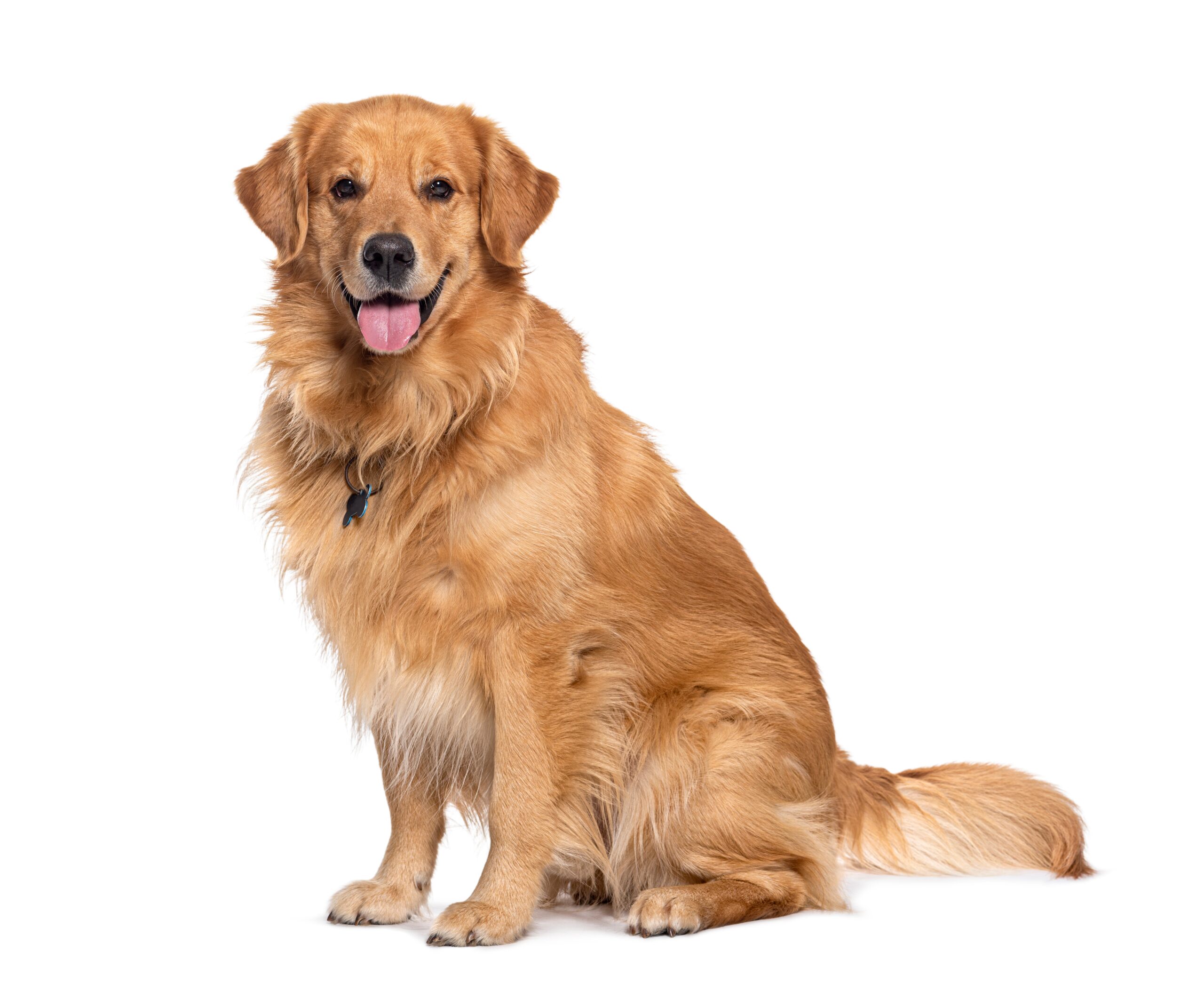 Golden20Retriever201 scaled