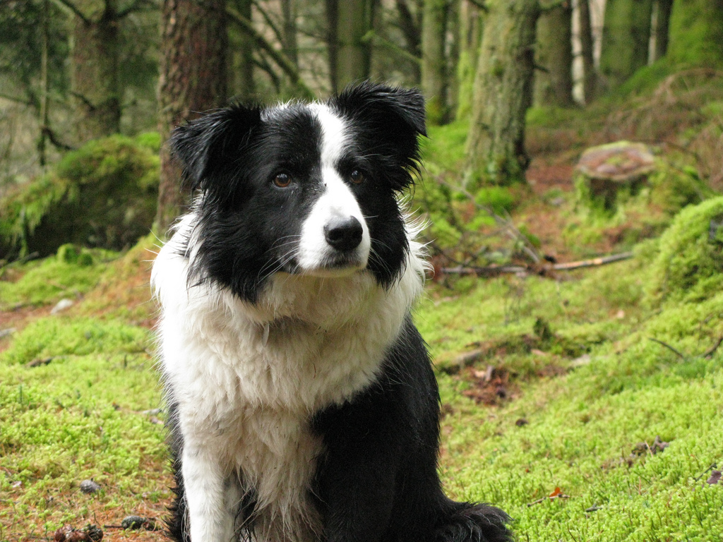 Gwen the Border Collie