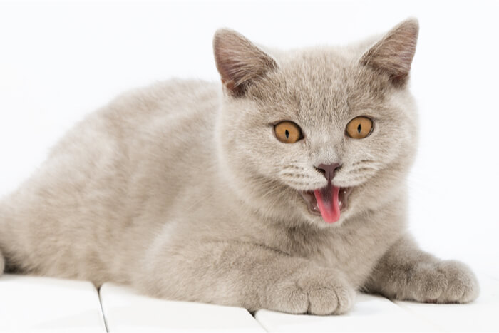 Kitten Panting