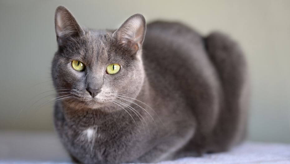 Korat.1