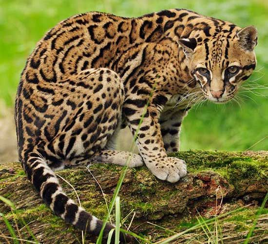 Leopardus Felis pardalis