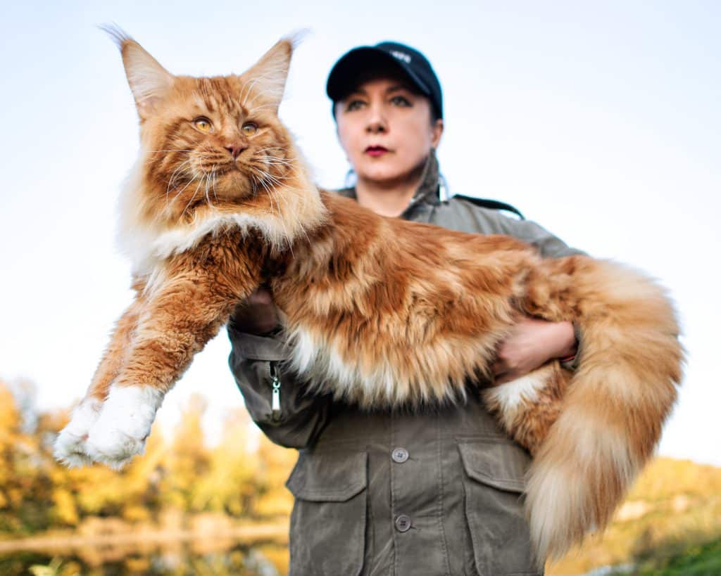 Get To Know The Maine Coon Cat | Modern Cat