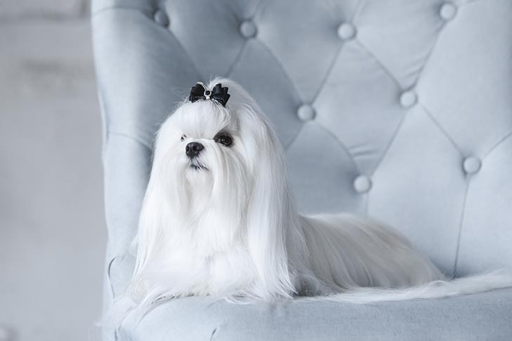Maltese laying down in a chair