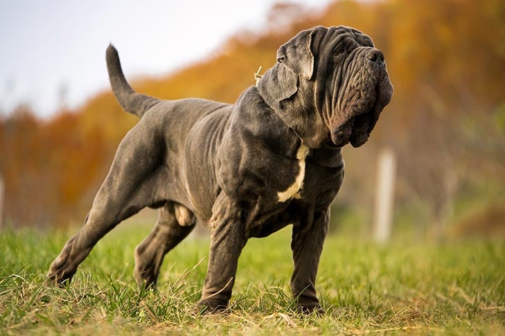 Chú chó lớn màu xám đứng trên cỏ, phía sau là cảnh sắc mùa thu với lá cây vàng đỏ.
