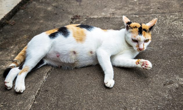 Nhận Biết Dấu Hiệu Mèo Có Bầu? - Lapaw