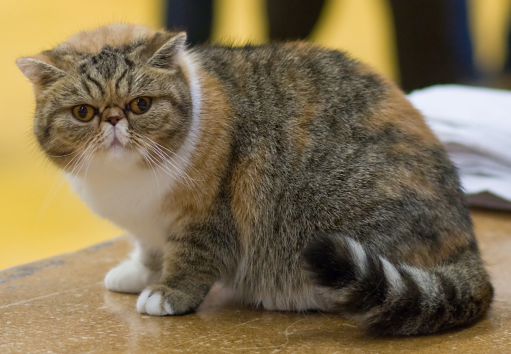 Mèo Exotic Shorthair: Đặc điểm và Chăm sóc Giống Mèo Ba Tư Lông Ngắn