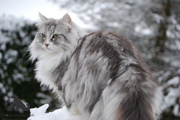 Norwegian Forest Meo rung Na Uy shopvatnuoivn nai pet c6