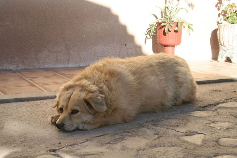Golden retriever lifetime study sheds light on obesity in dogs | Fierce  Pharma