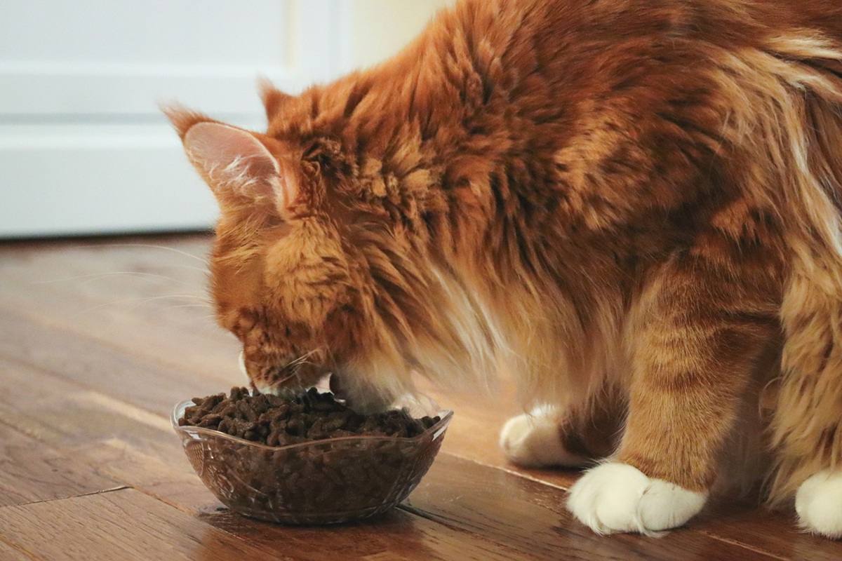 The 6 Best Cat Foods for Maine Coon Cats - Cats.com