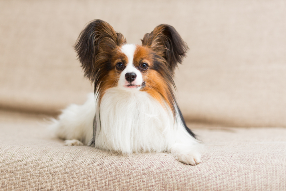 Papillon dog lying ona a couch Fayzulin Serg Shutterstock