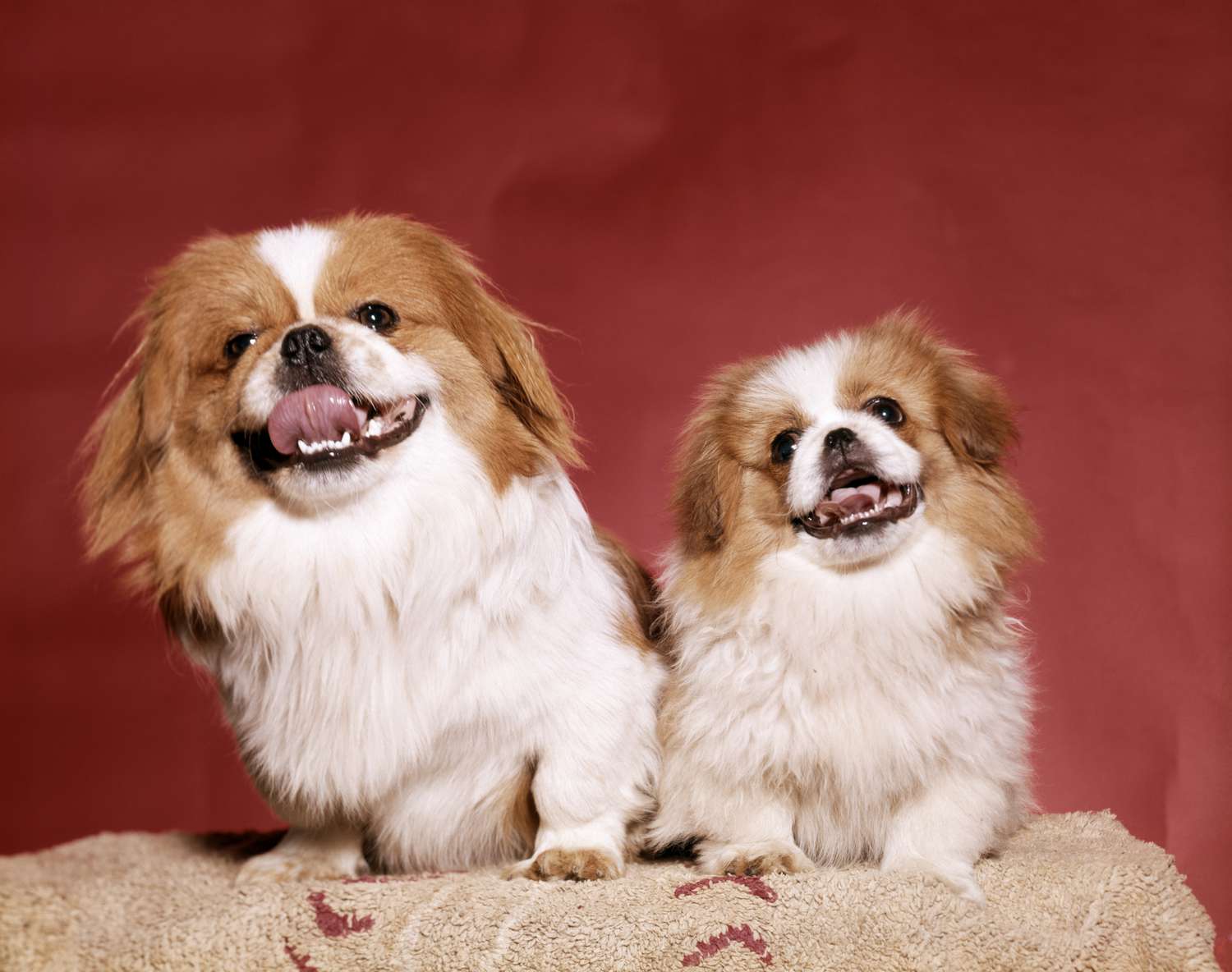 Pekinese Dog: China's Imperial Lion-Dog