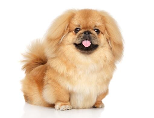 Pekingese20Mobile
