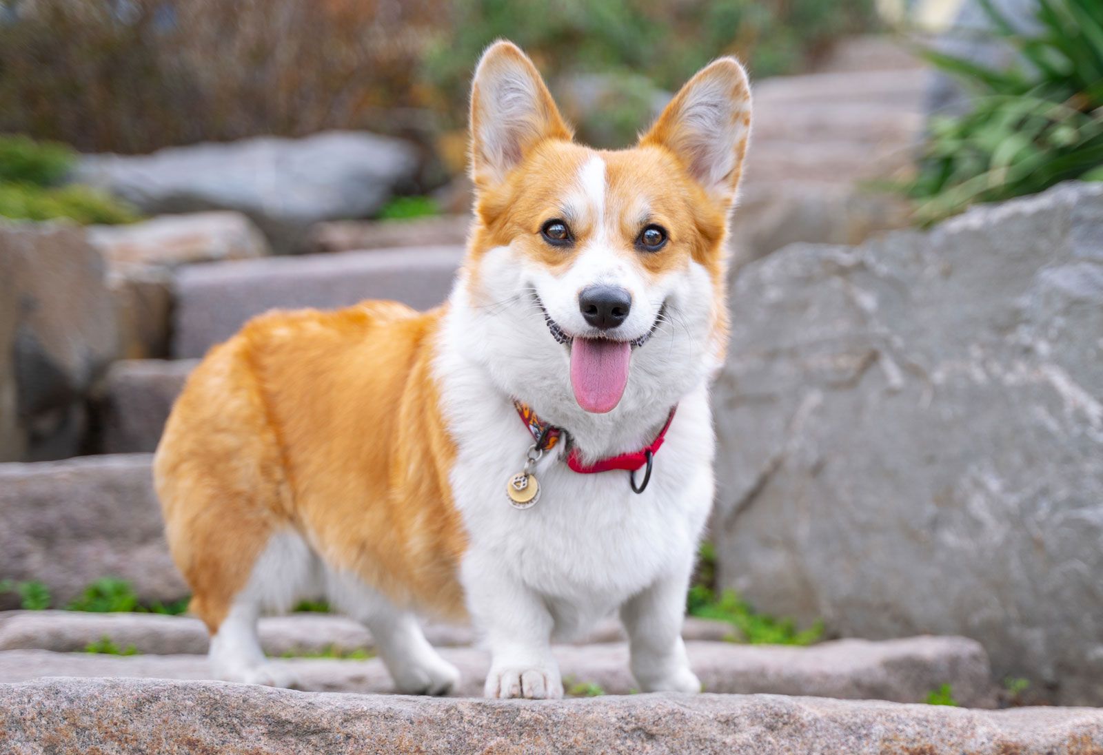 Pembroke welsh corgi dog