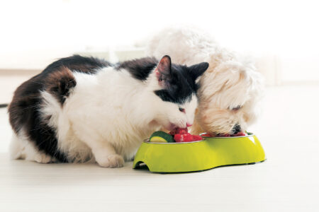 How to Read Pet Food Labels – Mother Earth News