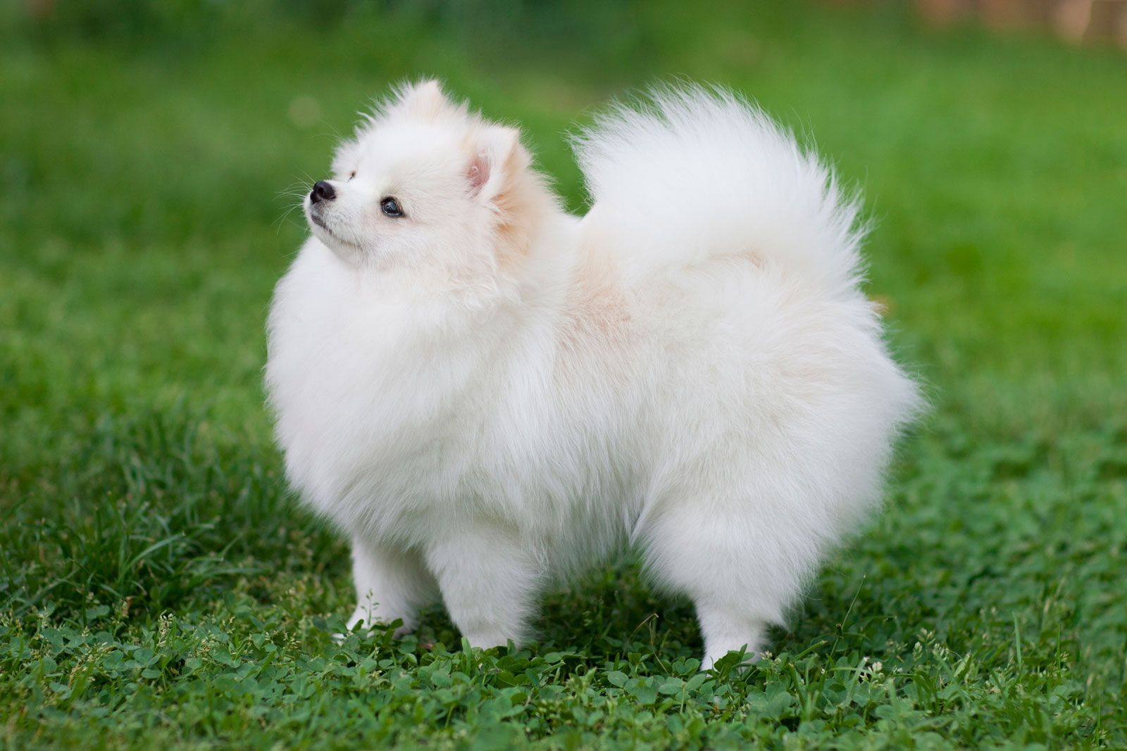 Pomeranian dog